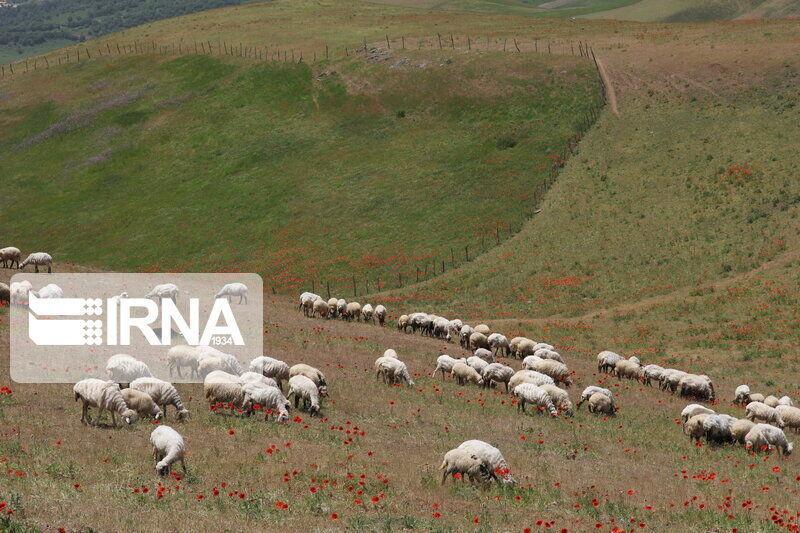 خبرنگاران 184 هزار هکتار مراتع مهریز زیر پوشش بیمه قرار گرفت