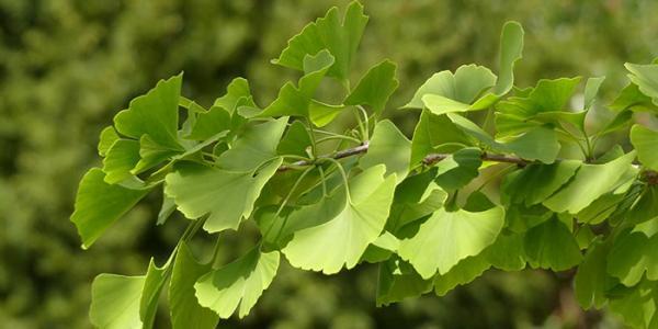 گیاه جینکوبیلوبا چیست و چه خواصی دارد؟