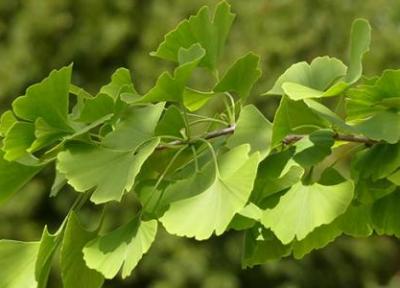 گیاه جینکوبیلوبا چیست و چه خواصی دارد؟