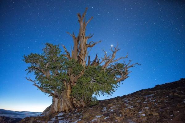 عکس ، پیرترین درخت زنده جهان کشف شد