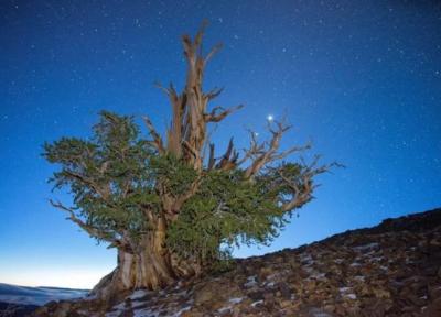 عکس ، پیرترین درخت زنده جهان کشف شد