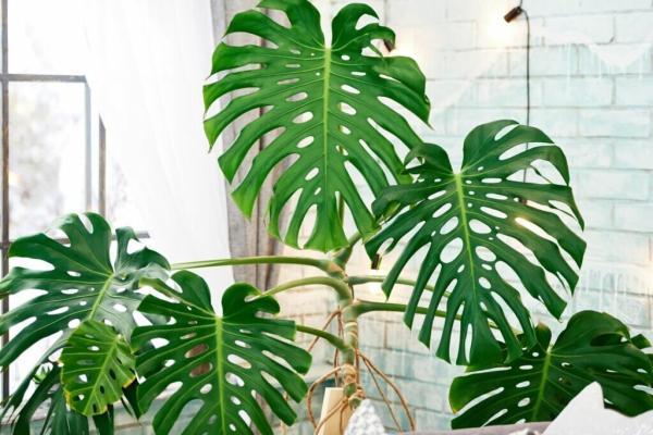 این هیولای لوکس آپارتمانتان را زیبا می نماید! ، طرز نگهداری و تکثیر گیاه برگ انجیری